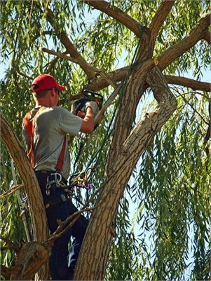 OC Tree Service Pros